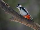 Finland, Oulanka. Great spotted woodpecker during winter near Oulanka National Park. Art Print